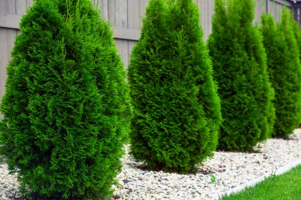Arborvitae Planting in Delray Beach