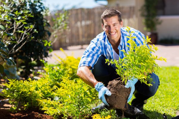 Bush Planting Service in Delray Beach