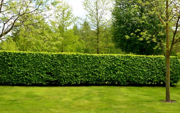 Hedge Planting in Delray Beach