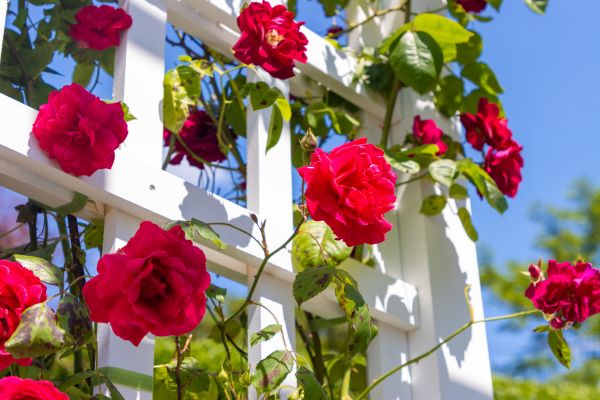 Home Gardening Service in Delray Beach