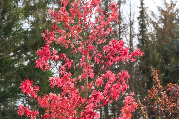 Japanese Maple Planting in Delray Beach