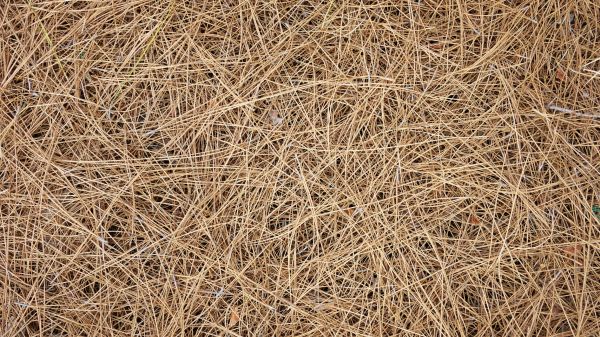 Pine Needles Delivery in Delray Beach