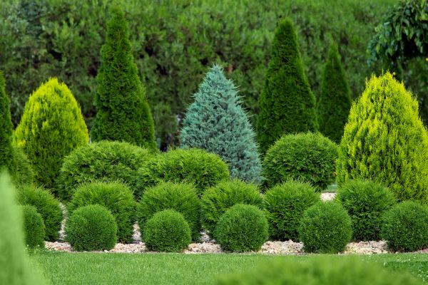 Shrub Installation in Delray Beach