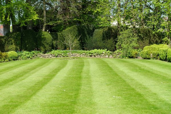 Lawn Renovation in Delray Beach