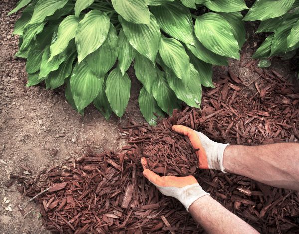 Shredded Mulch Service in Delray Beach