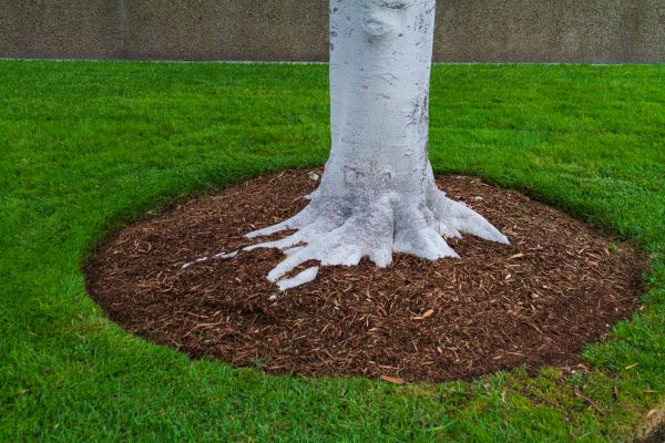 Brown Mulch Installation in Delray Beach