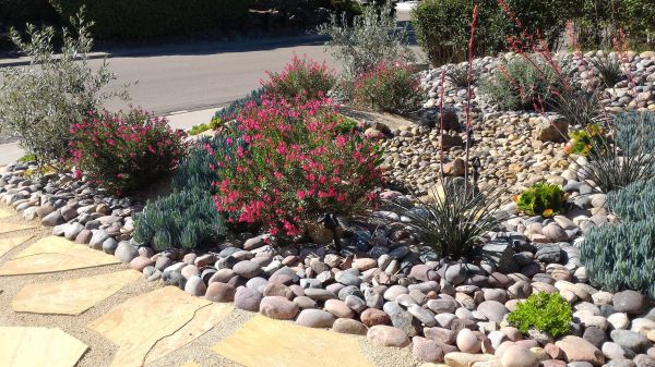 Xeriscape Landscaping in Delray Beach