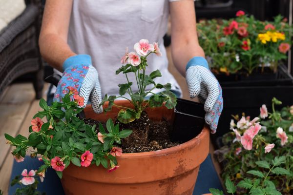 Plant Care Service in Delray Beach