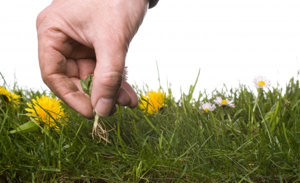 Lawn Weeding in Delray Beach