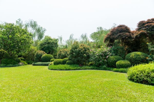 Tree Landscaping in Delray Beach