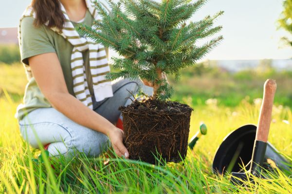 Spruce Tree Planting in Delray Beach
