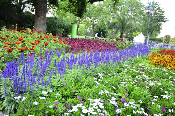 Perennials Planting in Delray Beach