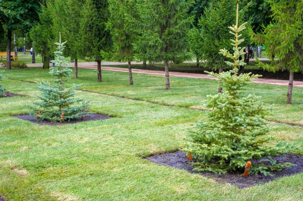 Privacy Trees Planting in Delray Beach