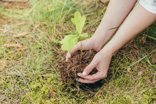 Oak Tree Planting in Delray Beach
