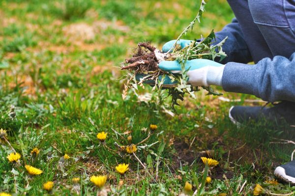 Flower Bed Clearing in Delray Beach