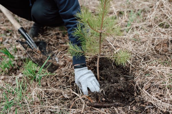 Pine Tree Planting in Delray Beach