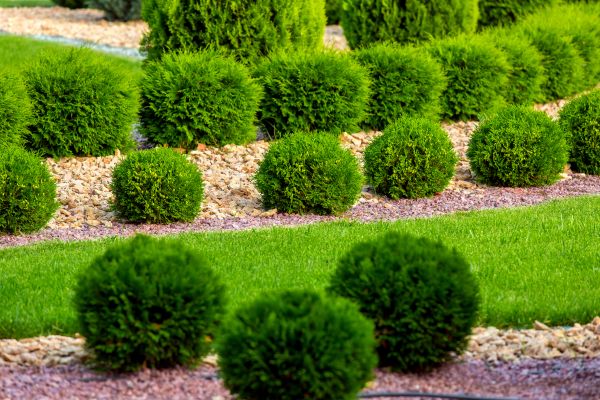 Bush Replacement in Delray Beach