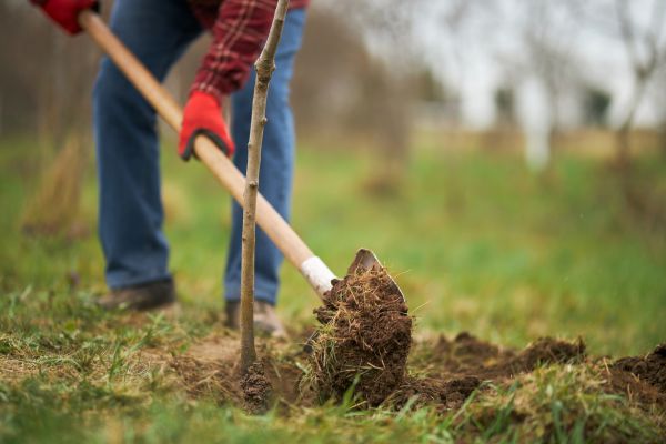 Trees Planting in Delray Beach