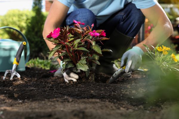 Plant Replacement in Delray Beach