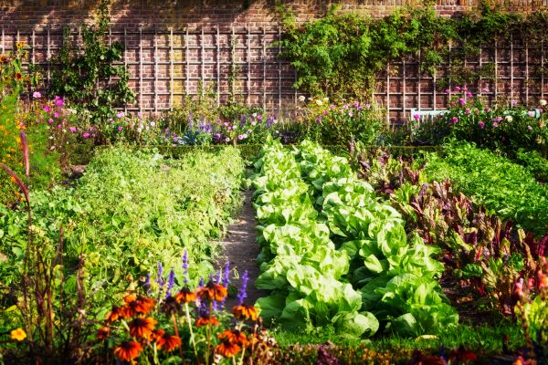 Garden Planting Service in Delray Beach