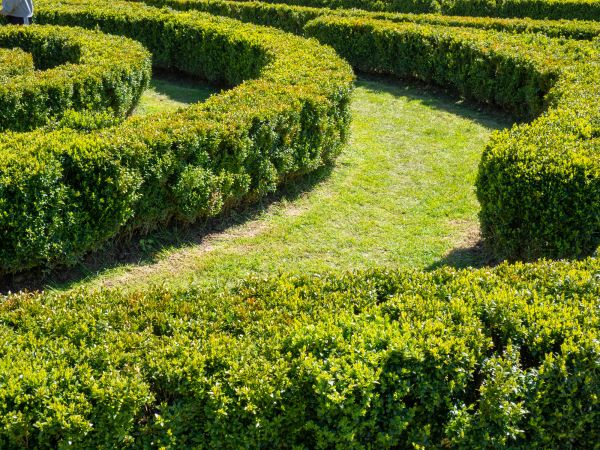 Bush Landscaping in Delray Beach