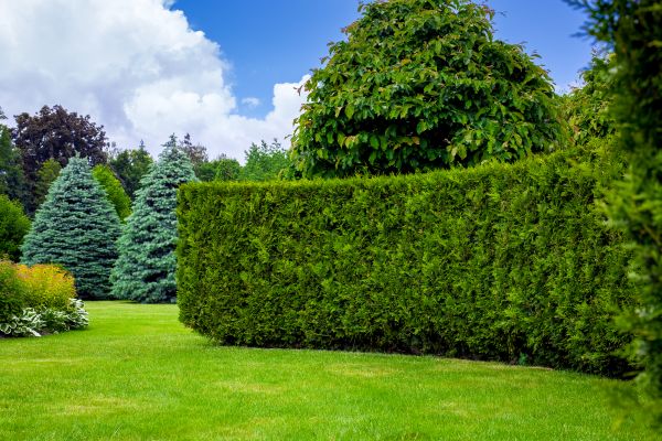 Hedge Landscaping in Delray Beach