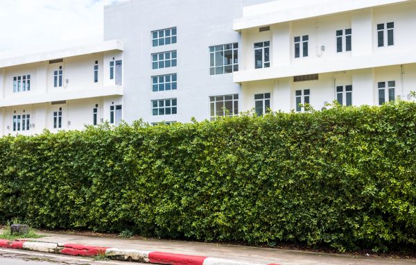 Privacy Landscaping in Delray Beach