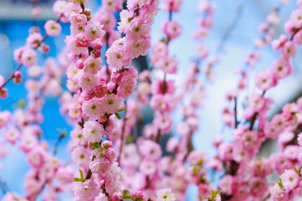 Japanese Cherry Tree Planting in Delray Beach
