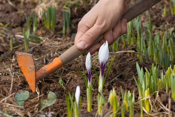 Flower Garden Weeding in Delray Beach