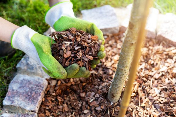 Tree Bark Delivery in Delray Beach