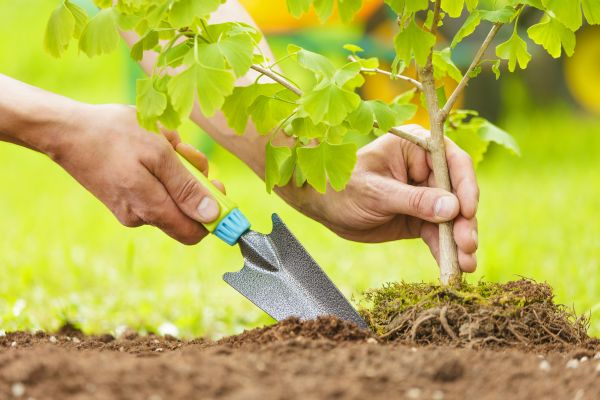 Fruit Tree Planting in Delray Beach