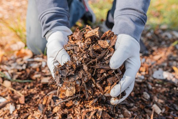 Shredded Mulch Installation in Delray Beach