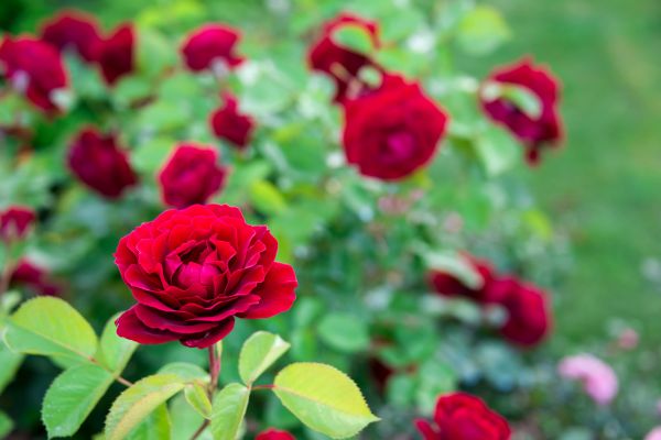 Rose Planting in Delray Beach