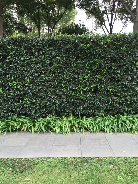 Privacy Shrub Planting in Delray Beach