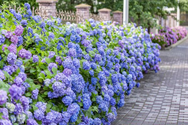 Hydrangea Landscaping in Delray Beach