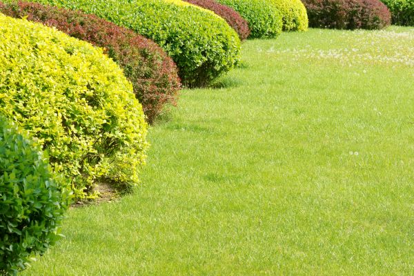 Shrubbery Planting in Delray Beach