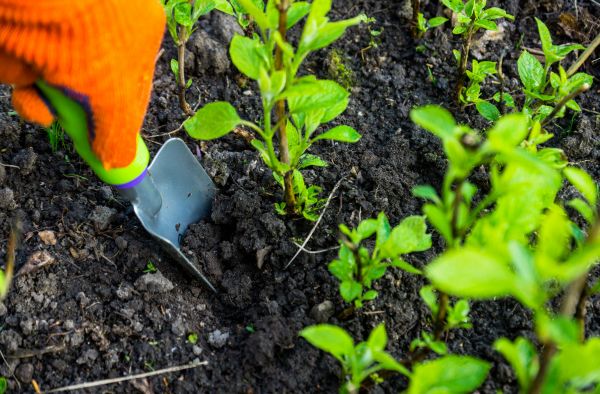 Hydrangea Planting in Delray Beach
