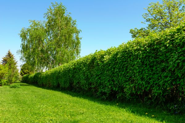 Hedge Replacement in Delray Beach
