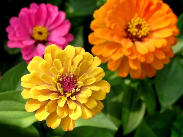 Zinnia Planting in Delray Beach