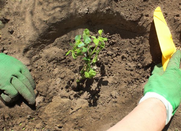 Rose Bush Planting in Delray Beach