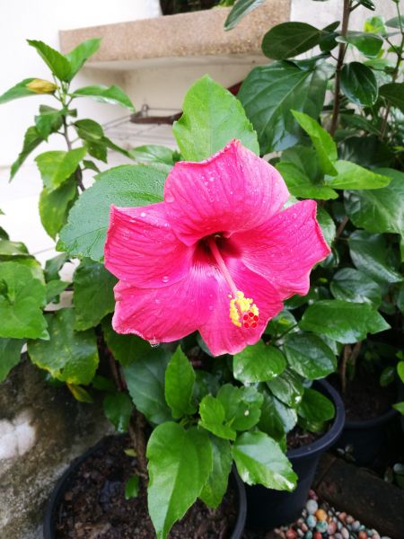 Hibiscus Planting in Delray Beach