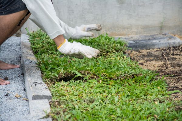 Ground Cover Planting in Delray Beach