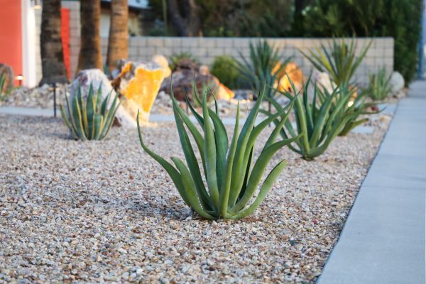 Drought Resistant Landscaping in Delray Beach