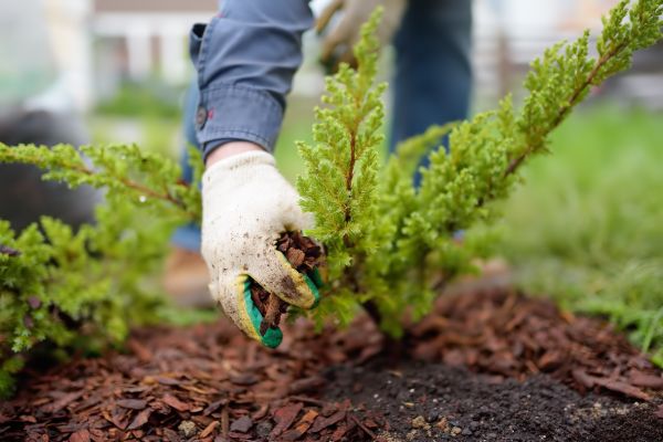 Church Mulching in Delray Beach