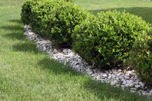 Boxwood Planting in Delray Beach