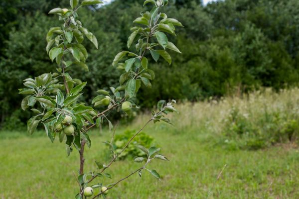 Apple Tree Planting in Delray Beach