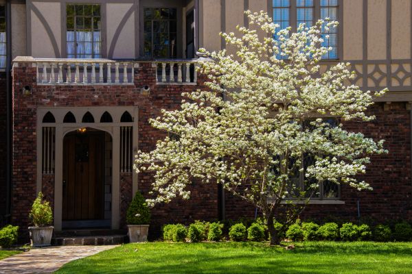 Dogwood Tree Planting in Delray Beach